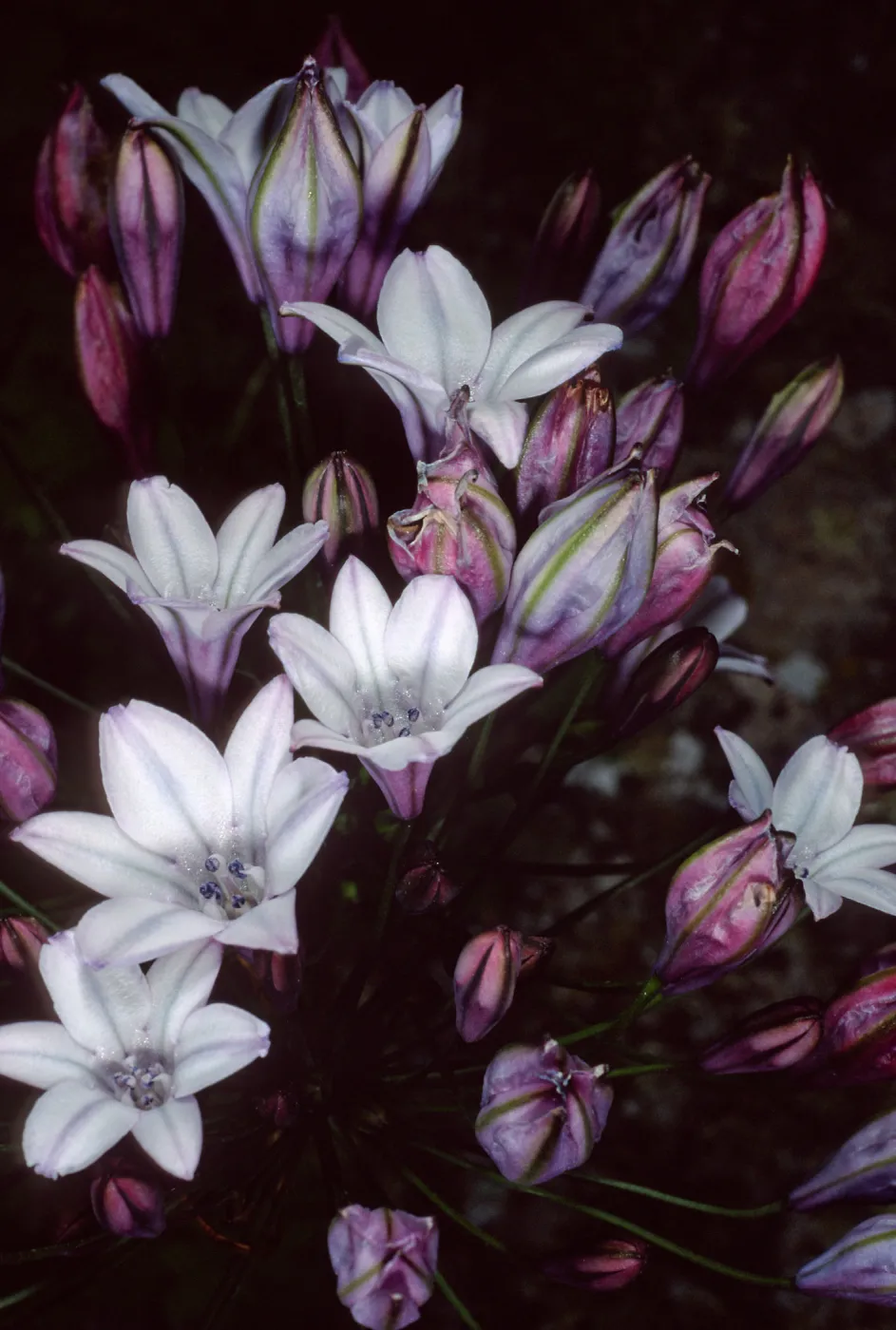 Triteleia, Tota Canyon, note: Navy Report, San Clemente Island