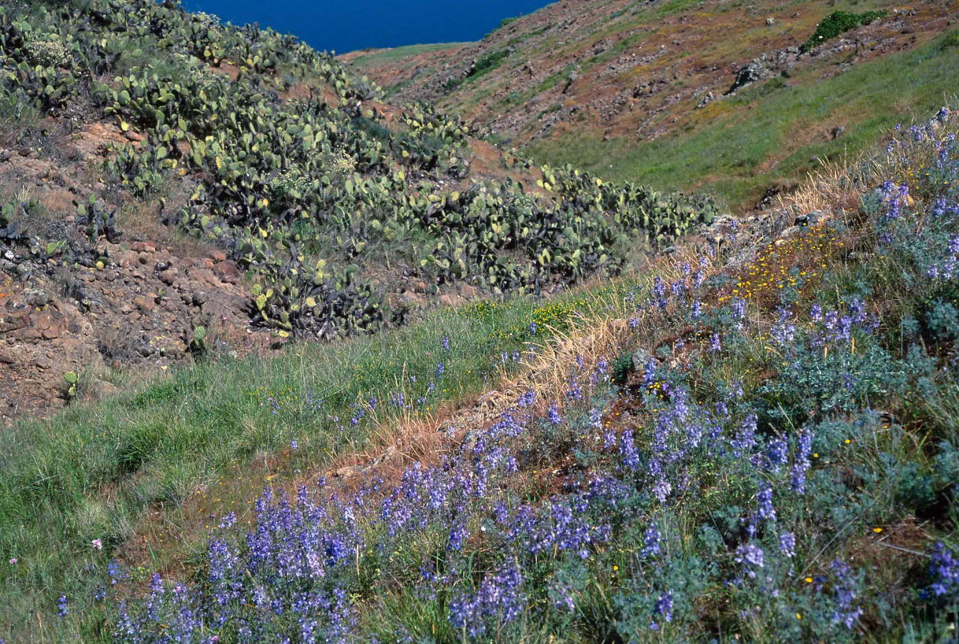 Delphinium variegatum thornei, South of Mosquito Harbor, note: Navy Report, San Clemente Island 