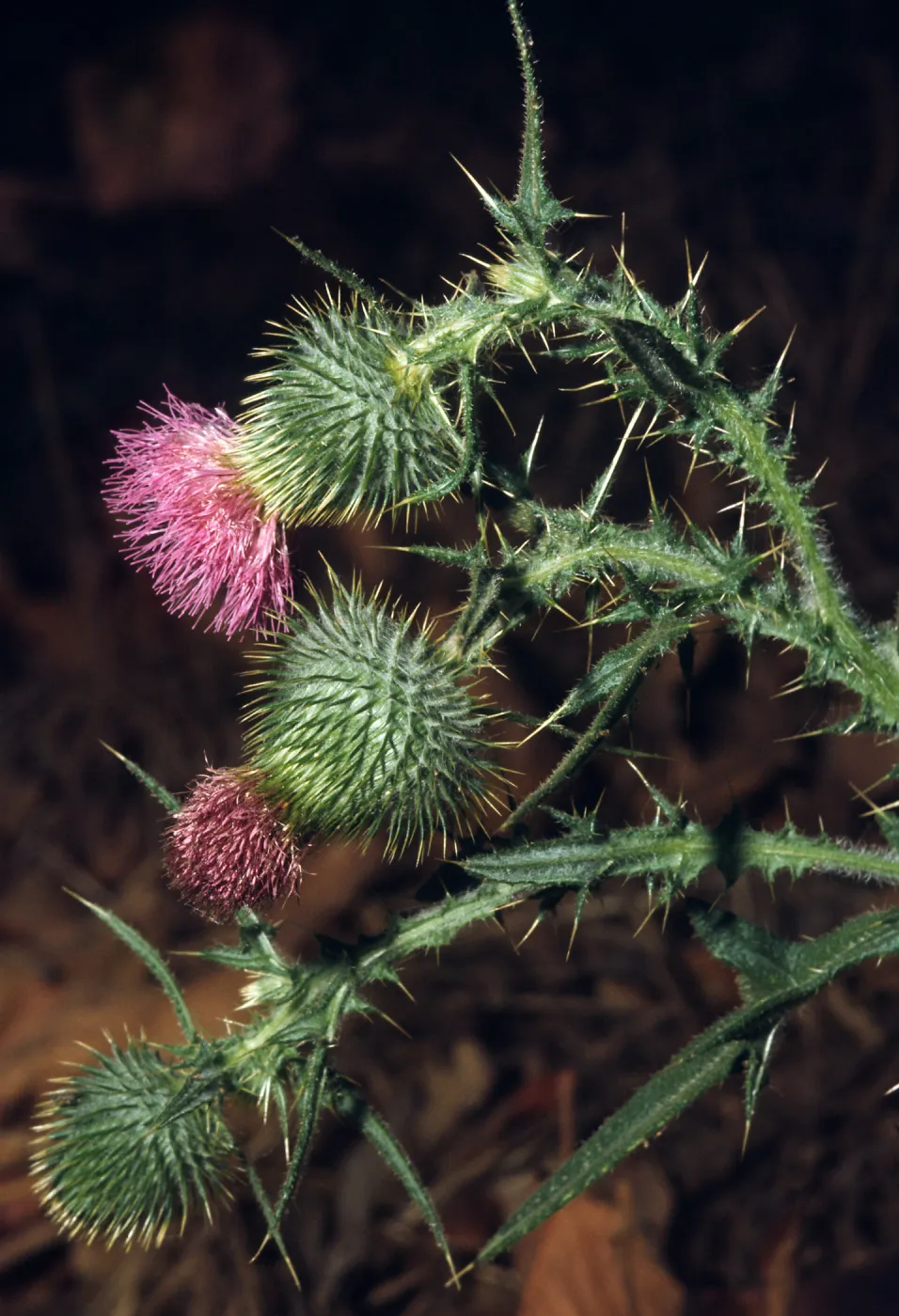 Cirsium vulgare, Bull Thistle, San Antonio Creek, Ojai, Ventura County, M1276