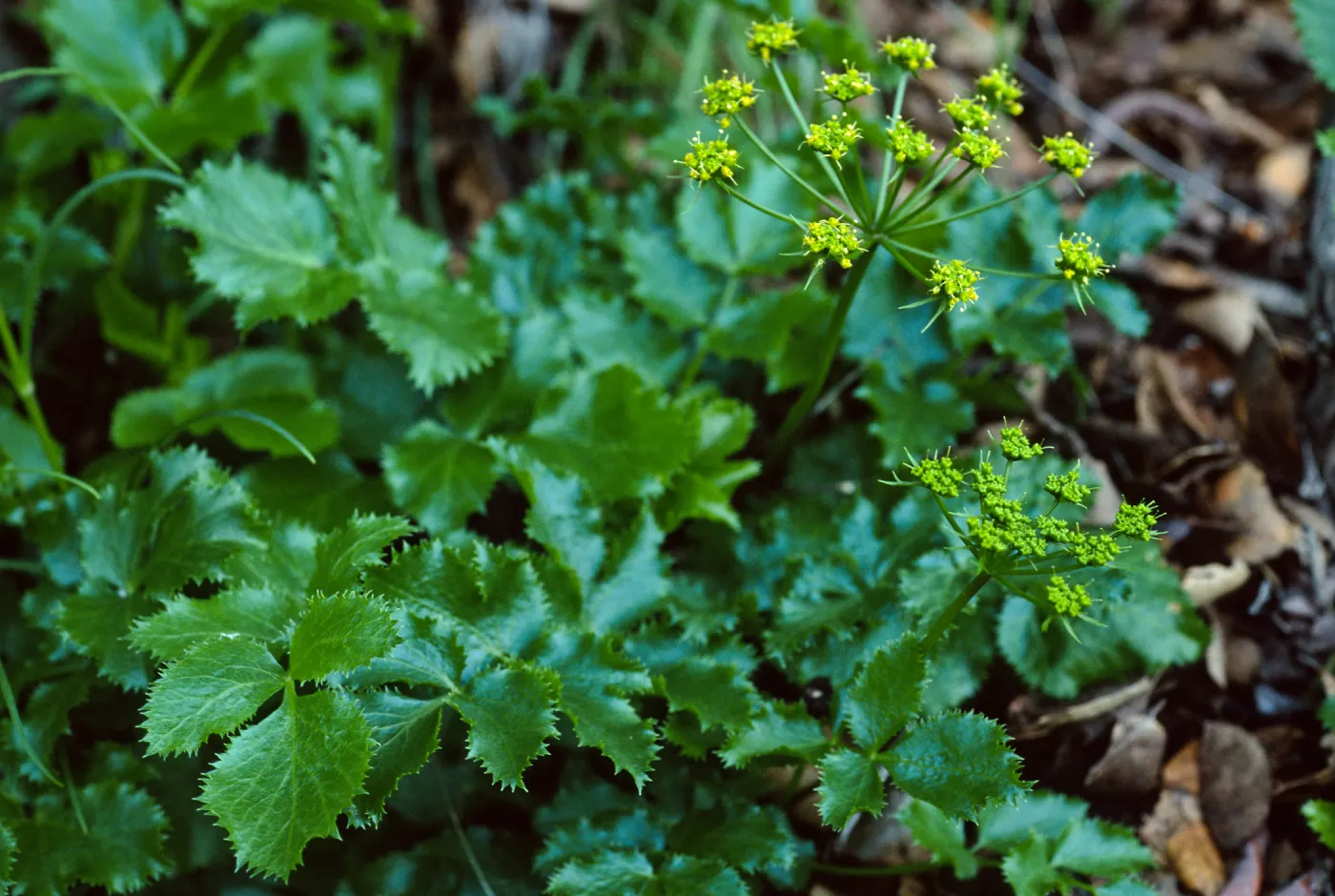 Tauschia arguta, Tunnel Trail, Santa Barbara County