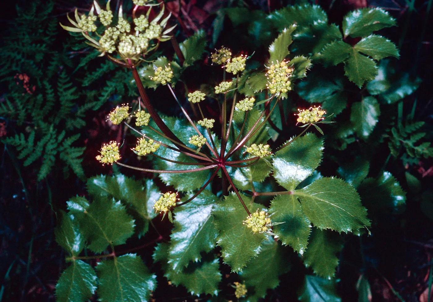 Trushia arguta, 19 Oaks Trail, Santa Ynez Valley, Santa Barbara County