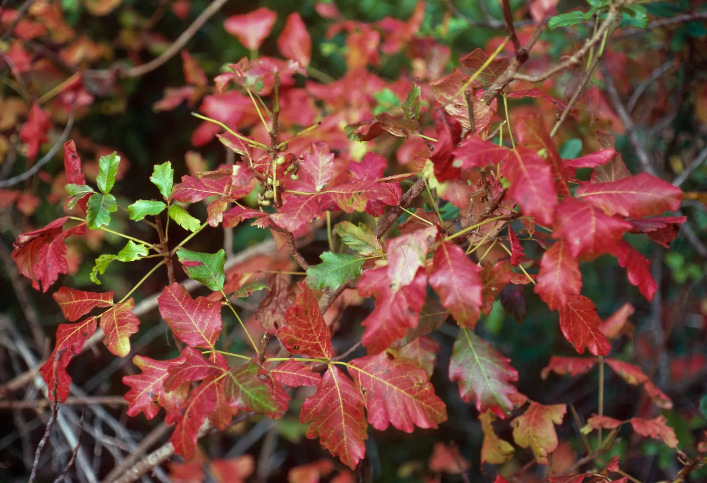 Toxicodendron, Salmon Creek, Monterey County