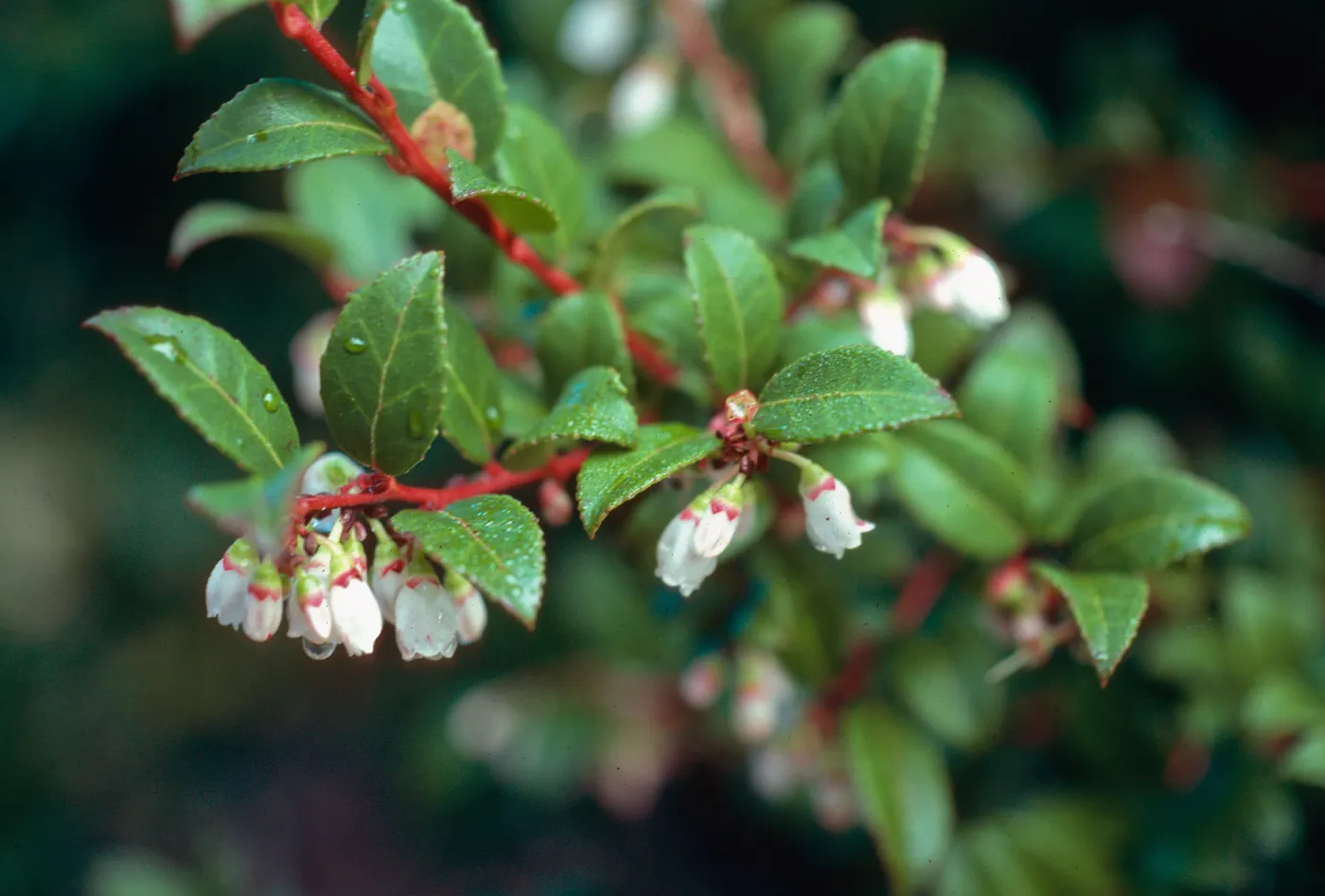 Vaccinium ovatum, Tranquillon Peak, Santa Barbara County