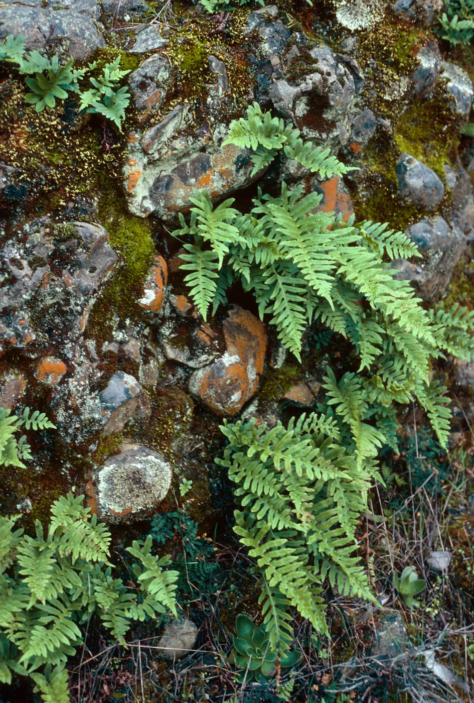 Polypodium californicum, Potrero Canyon Trail, Santa Barbara County