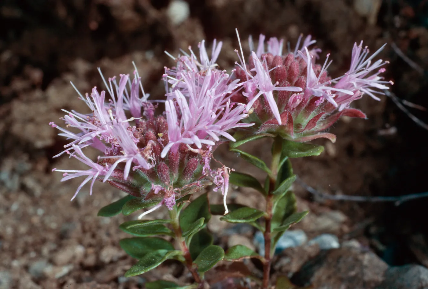 Monardella palmeri, SJ #4424, West Cuesta ridge, San Luis Obispo County