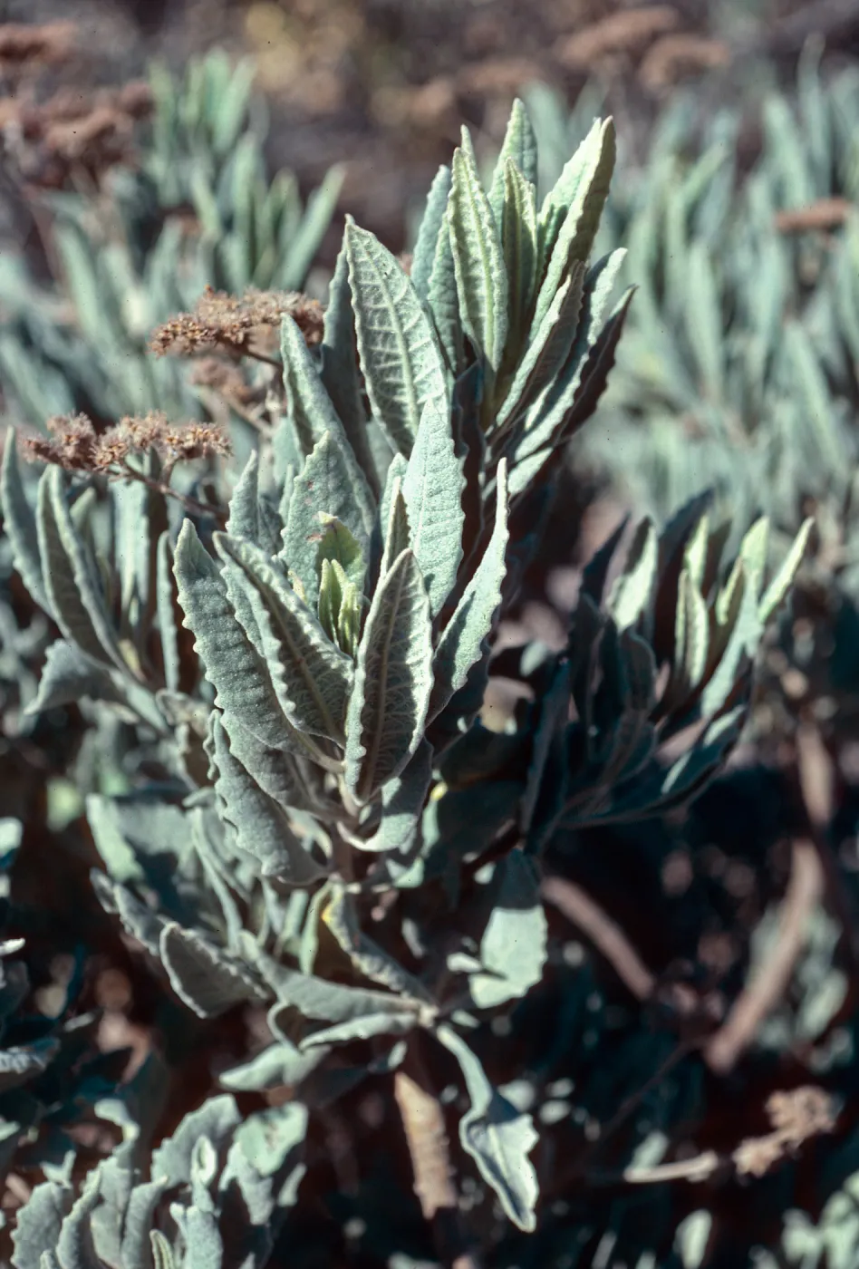 Eriodictylon traskiae, East Camino Cielo, Santa Barbara County
