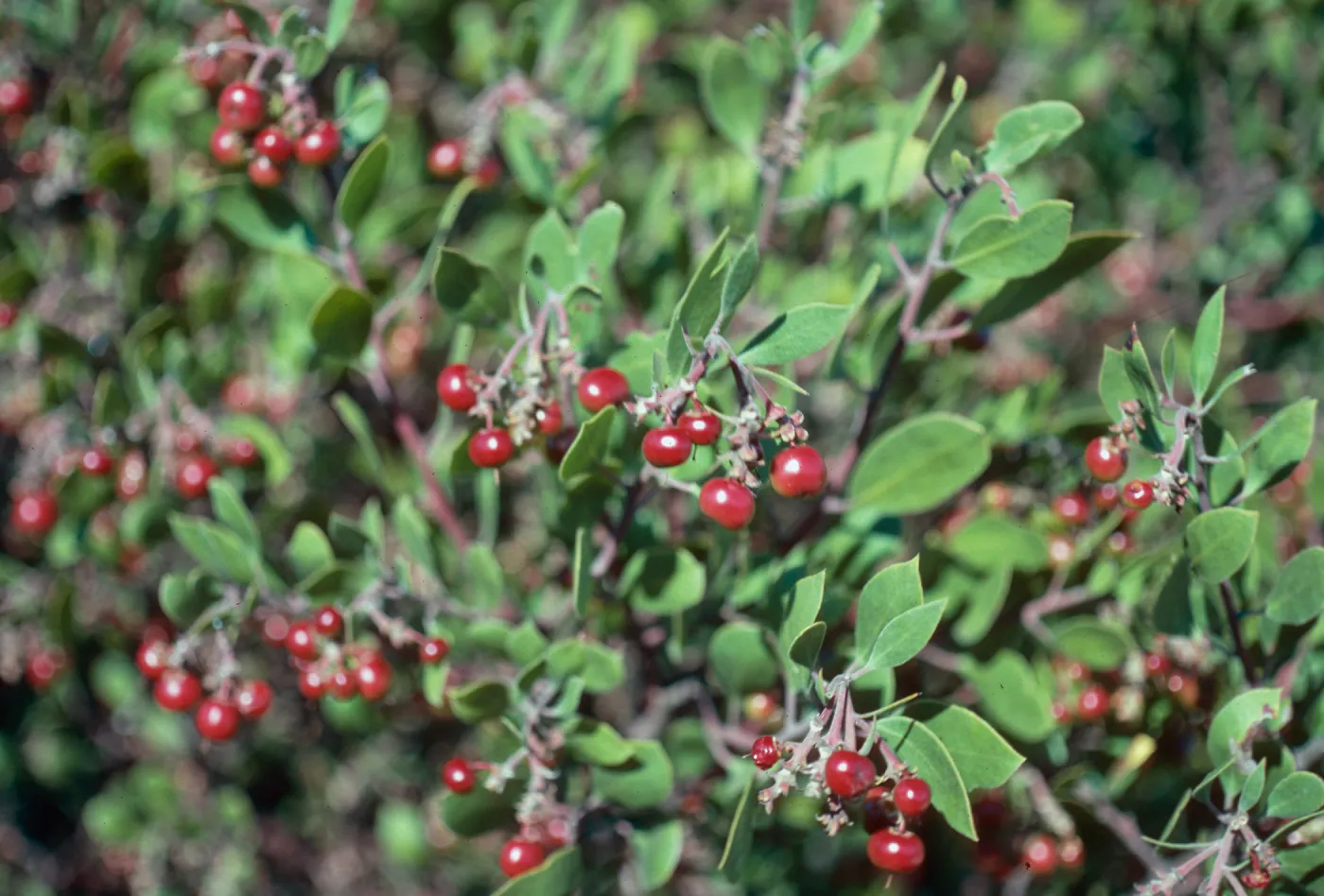 Arctostaphylos rudis, Lompoc, Santa Barbara County