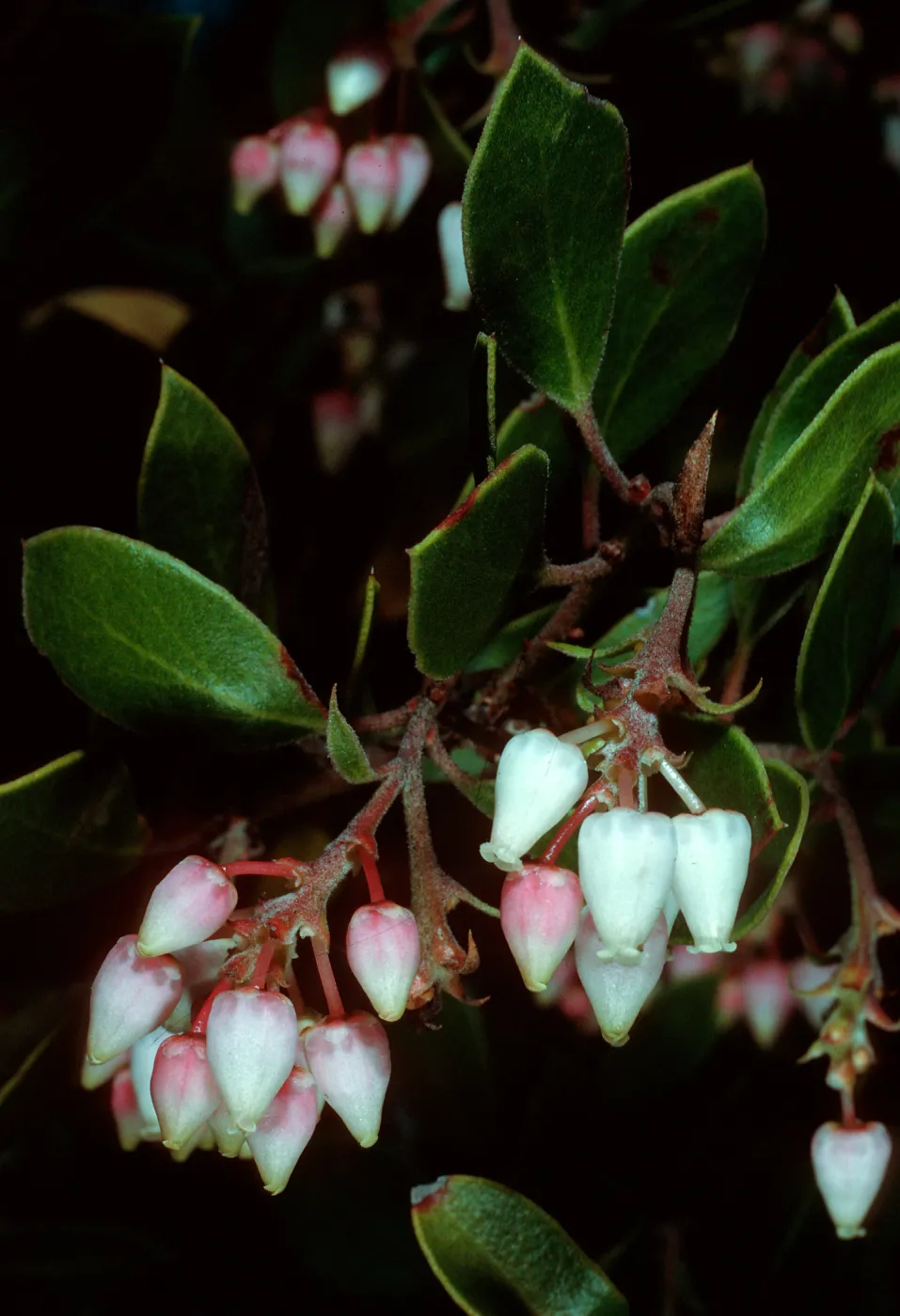 Arctostaphylos rudis, Burton Mesa, Santa Barbara County