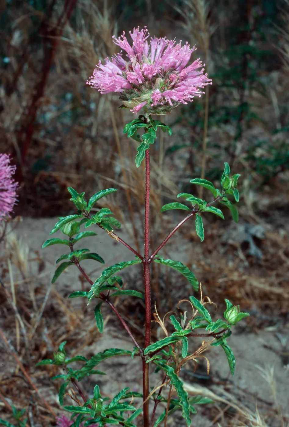 Monardella undulata undulata, Ken Adam County Park, Santa Barbara County