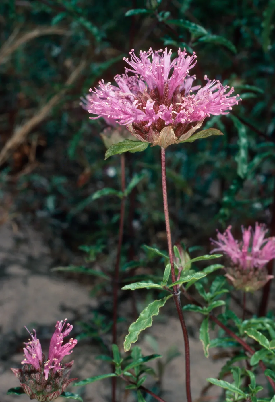 Monardella undulata undulata, Ken Adam County Park, Santa Barbara County