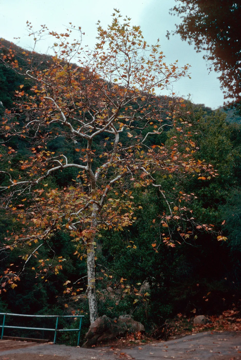 Platanus, Mission Creek, Tunnel Road crossing, Santa Barbara County