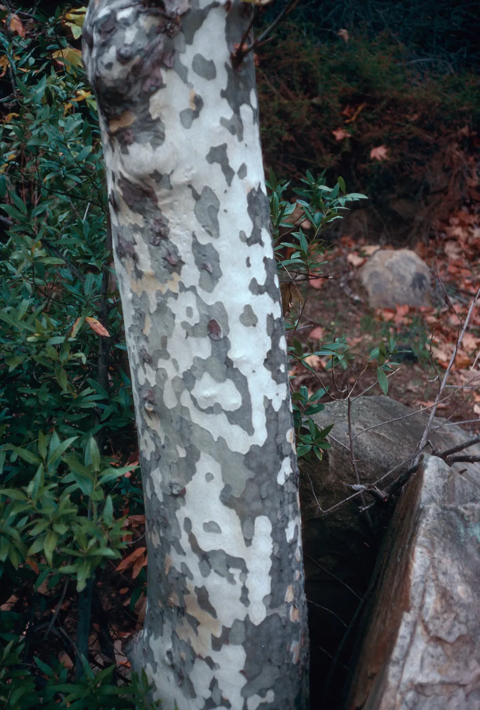 Platanus, Mission Creek, Tunnel Road crossing, Santa Barbara County