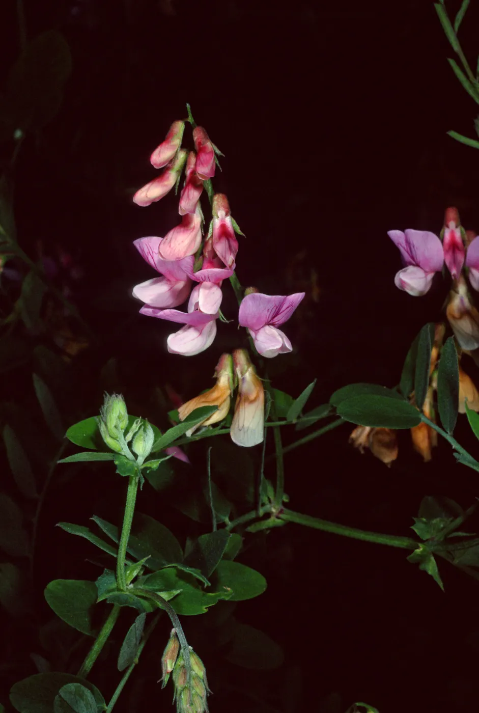 Lathyrus venetus, Tunnel Road, Santa Barbara County
