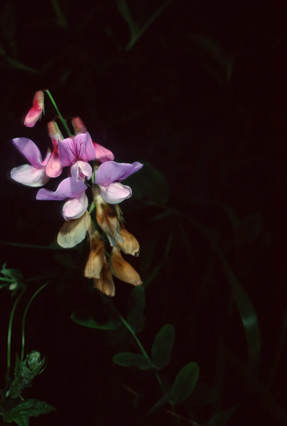 Lathyrus venetus, Tunnel Road, Santa Barbara County