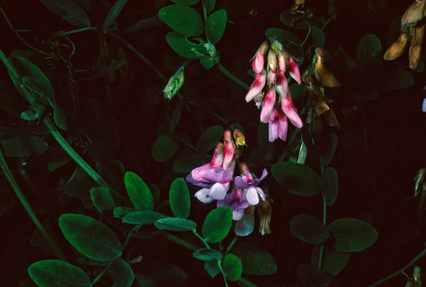Lathyrus venetus, Tunnel Road, Santa Barbara County