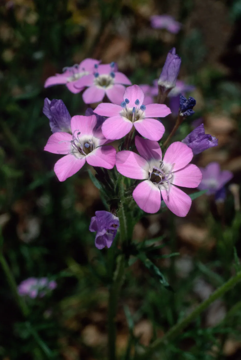 Gilia tenuiflora ssp. hoffmannii, Santa Barbara Botanic Garden
