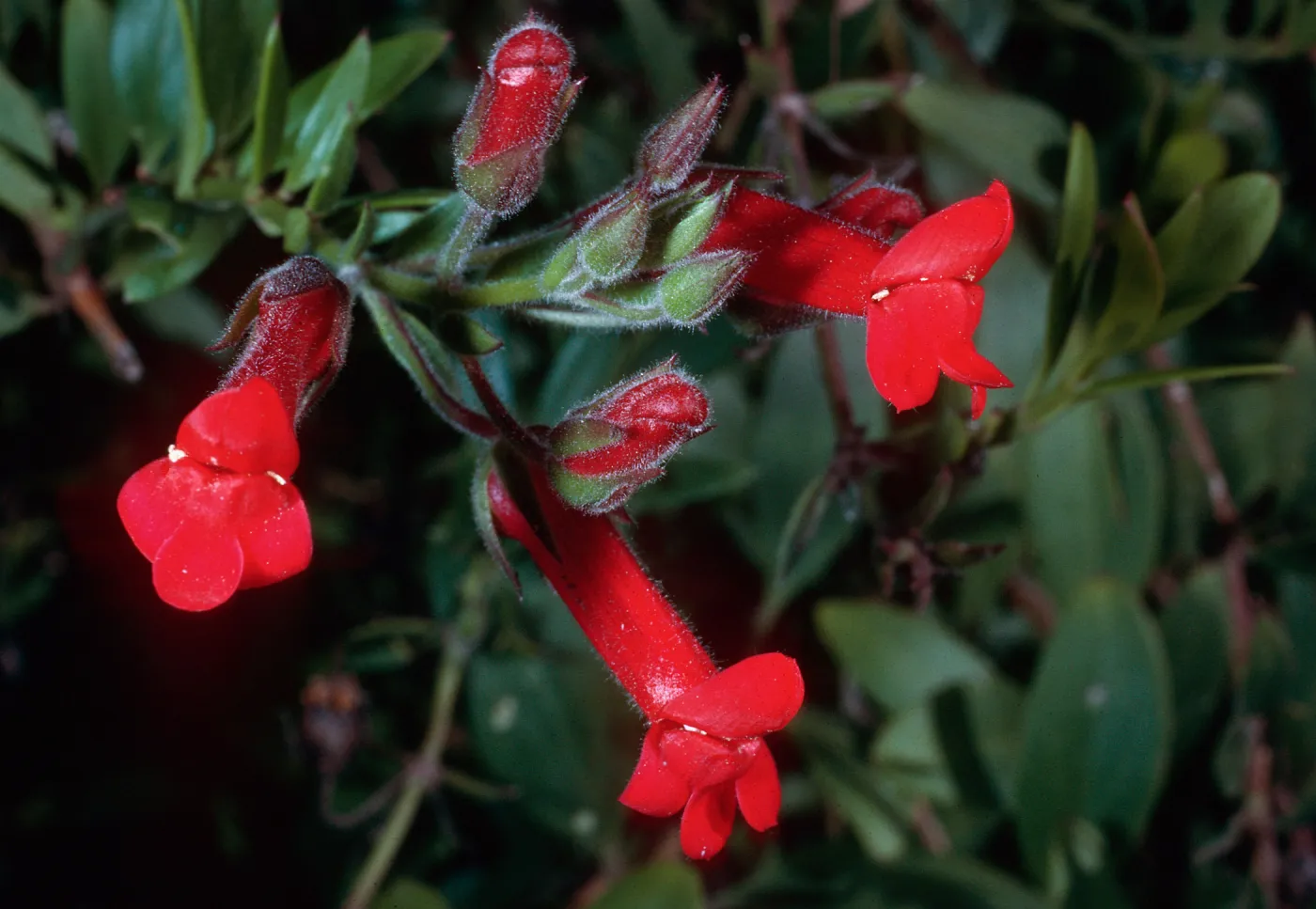 Galvezia speciosa, Santa Barbara Botanic Garden