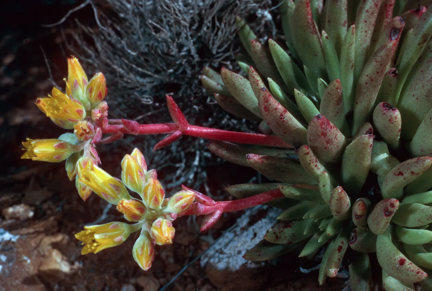 Dudleya linearis, Northwest side, near lighthouse, West San Benito Island