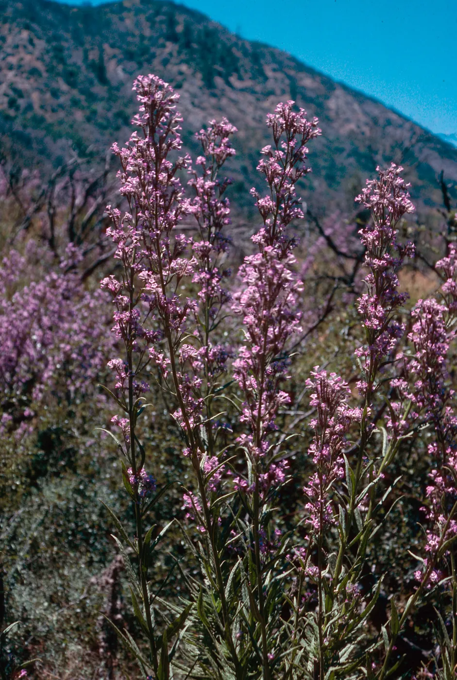Turricula parryi, Highway 33