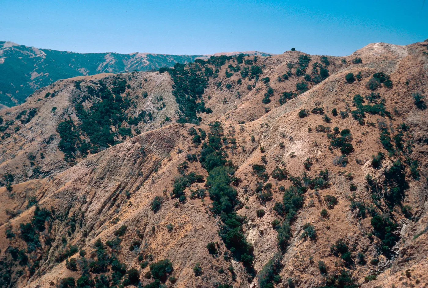 Lynothamnus on fault