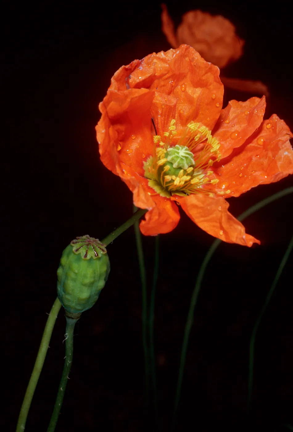 Papaver californicum, burn at Lake Cachuma, Santa Barbara County
