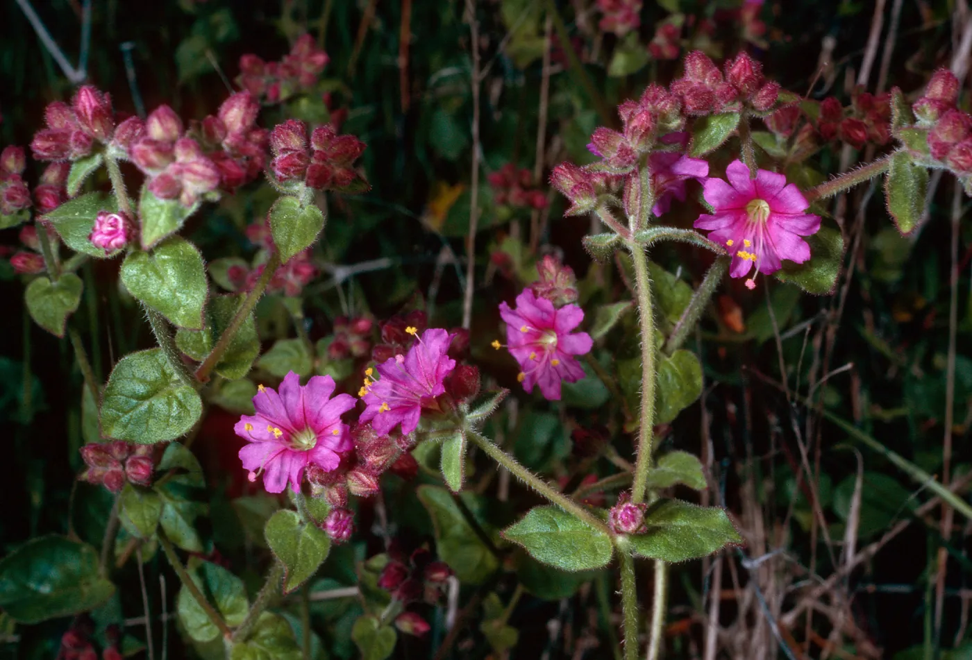 Mirabilis californica, Calle Poniente, Santa Barbara County