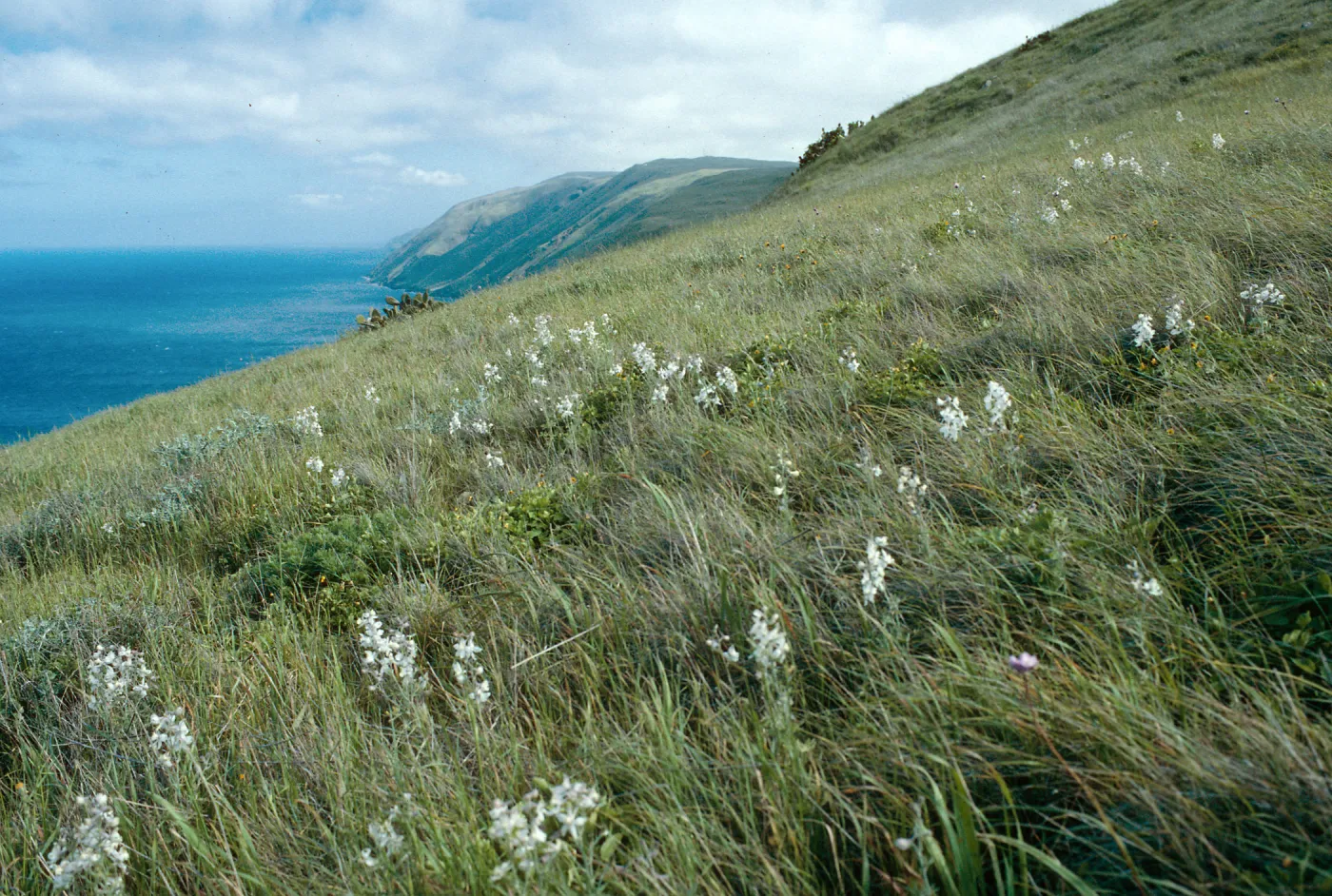 Delphinium variegatum kinkiense, North of Nanny Canyon, note: used in Navy Report, San Clemente Island