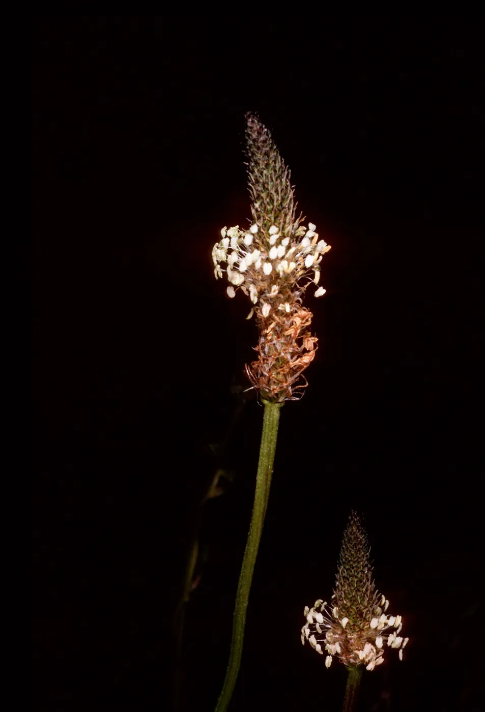 Plantago lanceolata, Tunnel Road, Santa Barbara County