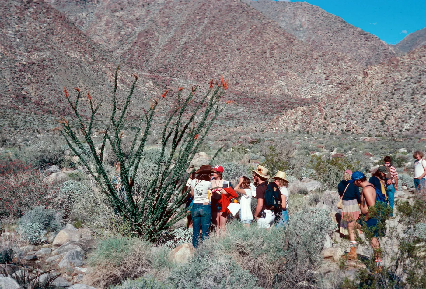 Santa Barbara Botanic Garden class, Palm Canyon, Anza-Borrego State Park, San Diego County
