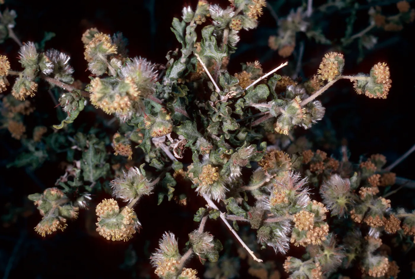 Ambrosia eriocentra, Vulcan Mine, Providence Mountains, San Bernardino County