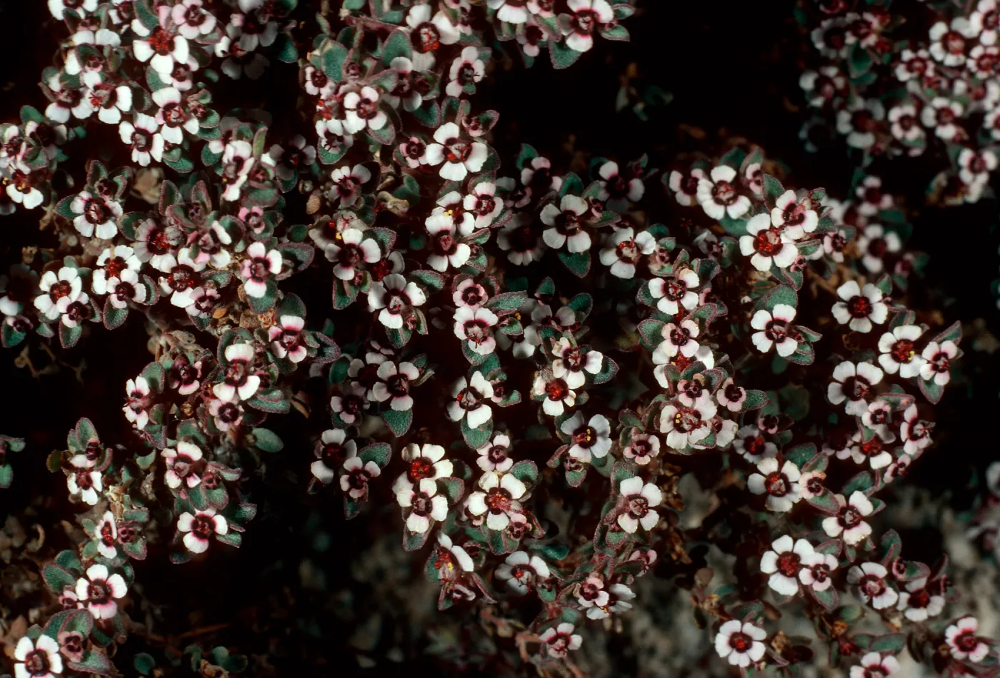 Euphorbia, Pinyon Mountains, Anza-Borrego State Park, San Diego County