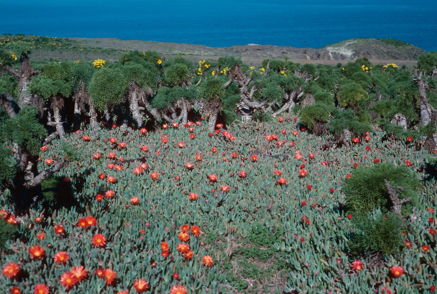 Malephora crocea, East Anacapa Island
