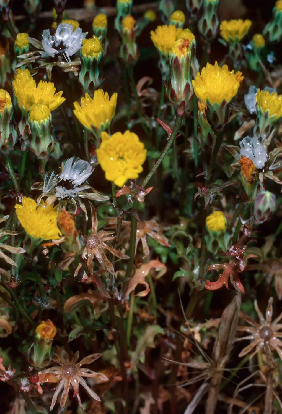 Malacothrix foliosa ssp. crispifolia, EA-80, just West of lighthouse, East Anacapa Island