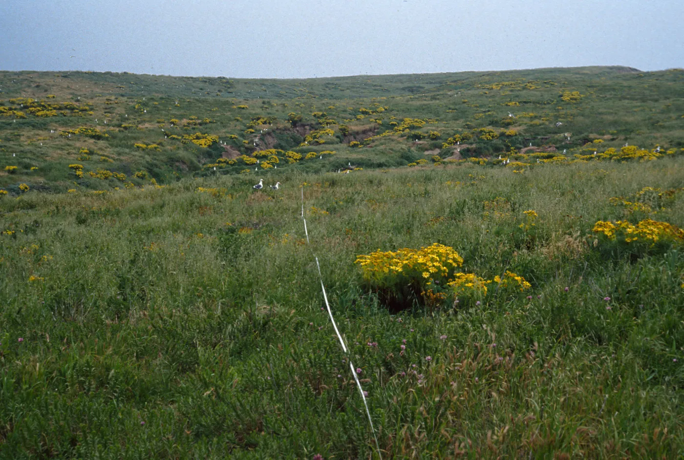 Transect #5, looking East, Middle Anacapa Island