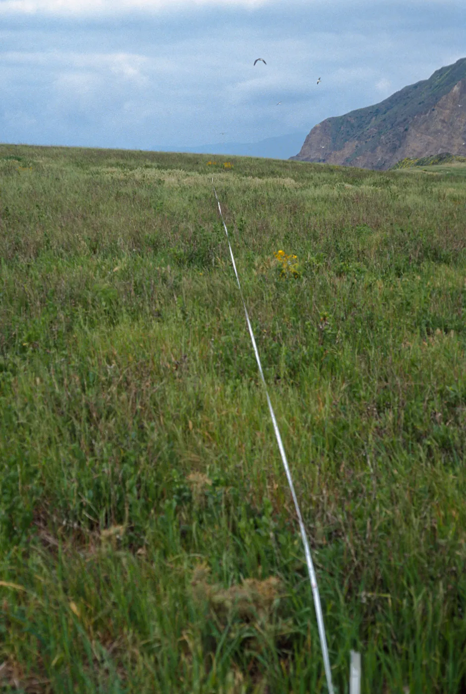 Transect #4, looking West, Middle Anacapa Island