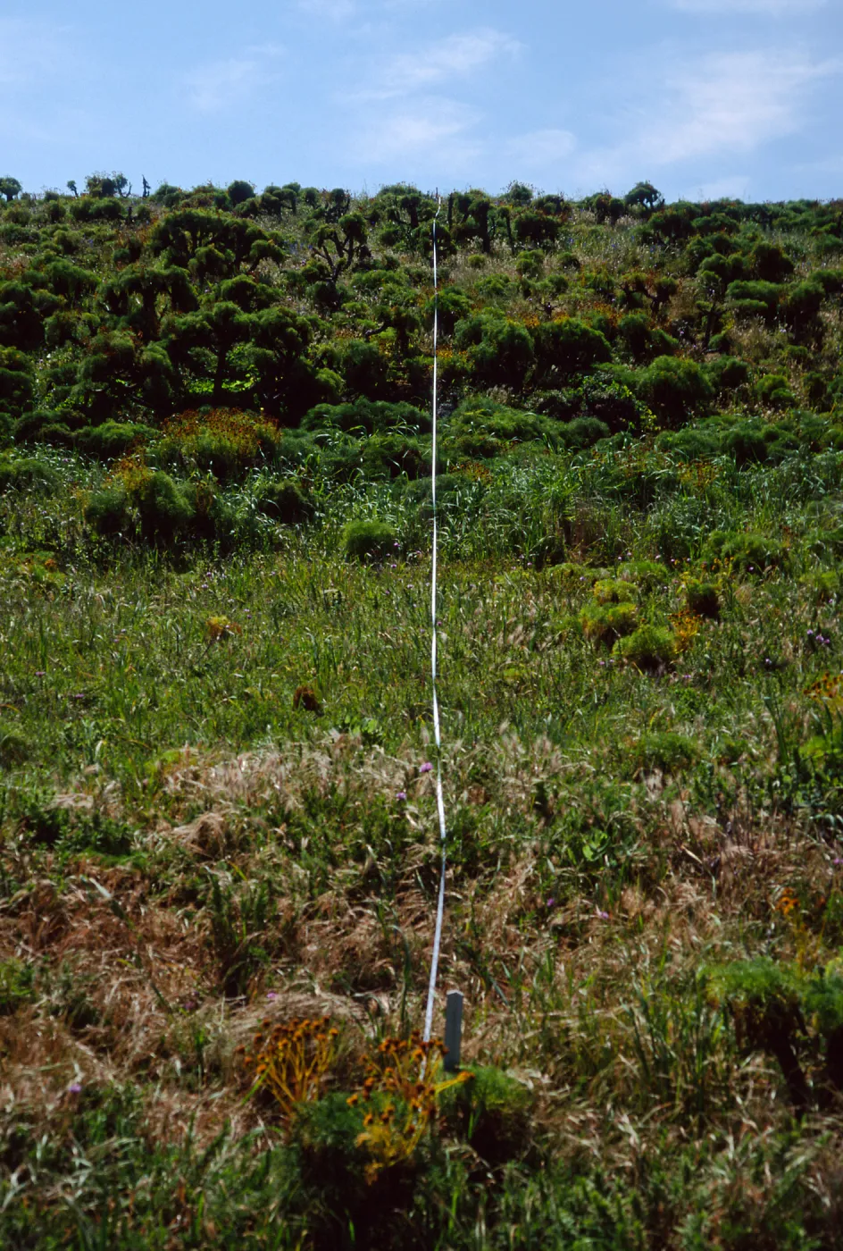 Transect #3, looking South, East Anacapa Island