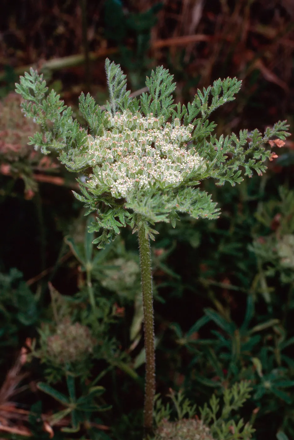 Daucus pusillus, near Sheep Camp, Middle Anacapa Island