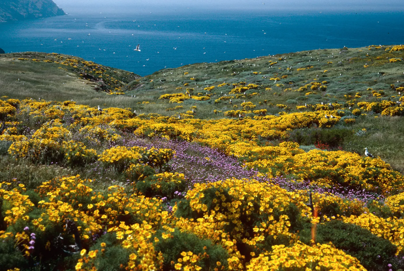 Coreopsis, Dichelostemma, East of Sheep Camp, Middle Anacapa Island