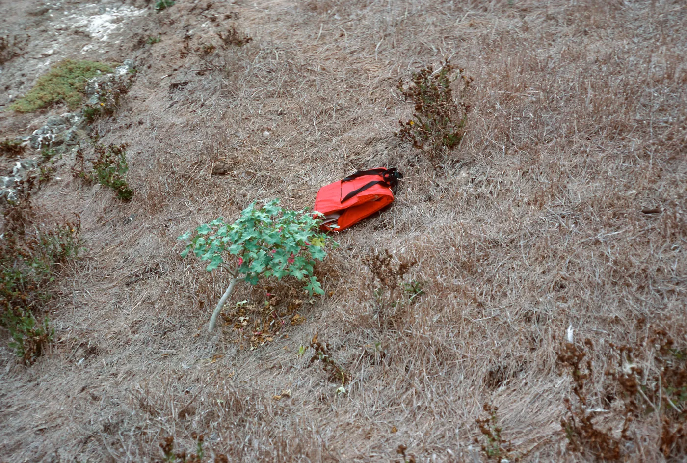 Lavatera assurgentiflora, just West of Sea Arch peninsula, Middle Anacapa Island