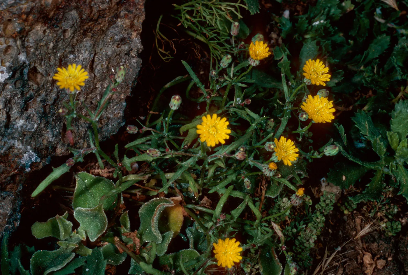 Malacothrix, Sea Arch peninsula, Middle Anacapa Island