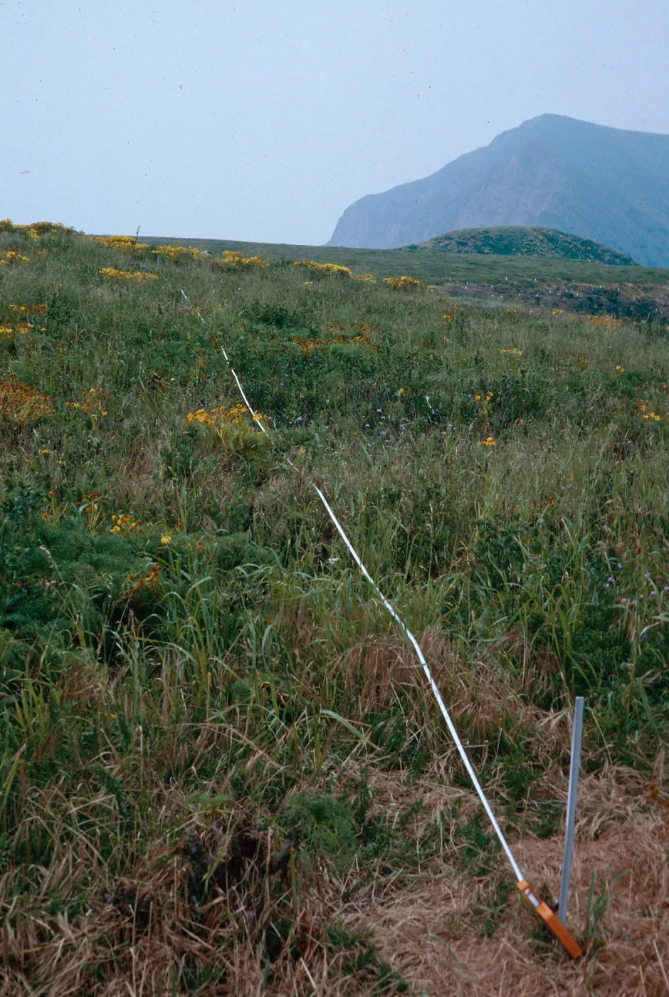 Transect #5, looking West, Middle Anacapa Island