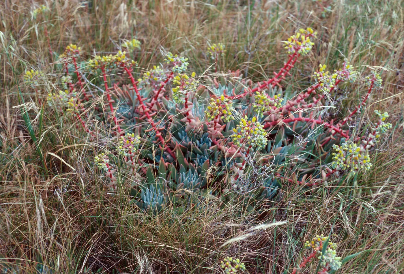Dudleya caespitosa, just East of West terrace, West Anacapa Island