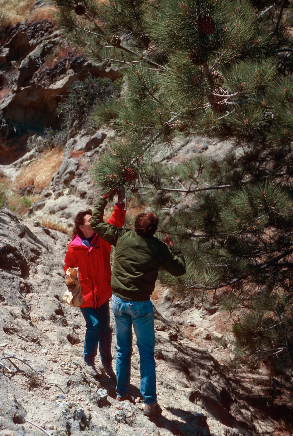 Torrey Pine w/Carol B. & Dan Richards, Beechers Bay, Santa Rosa Island