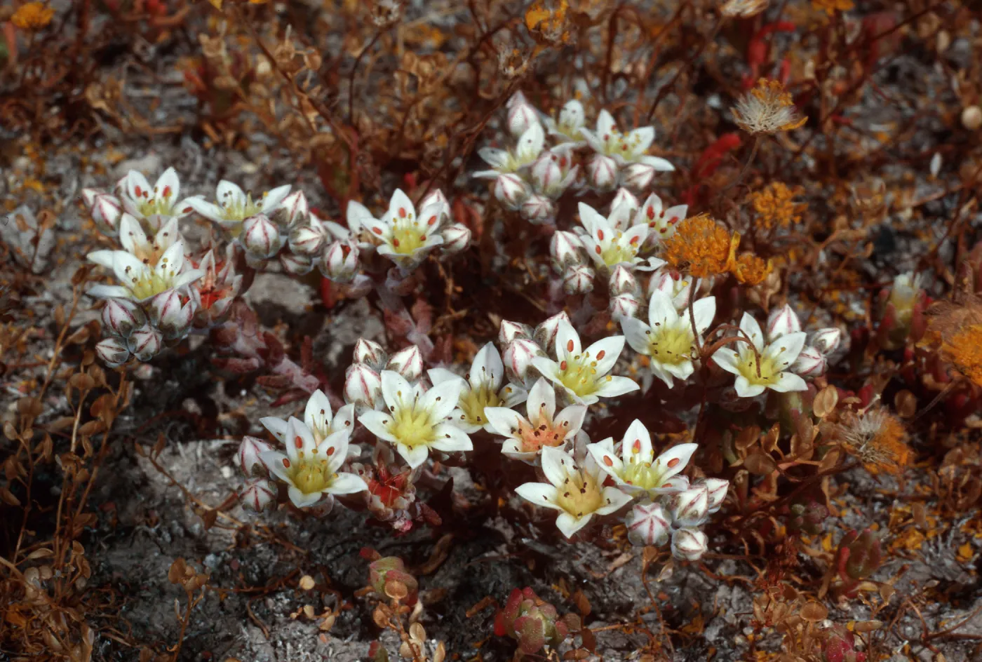 Dudleya blochmaniae insularis, Santa Rosa Island
