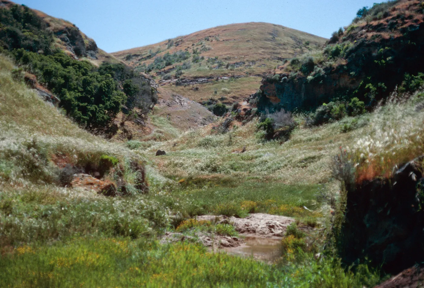 Lobos Canyon, Santa Rosa Island