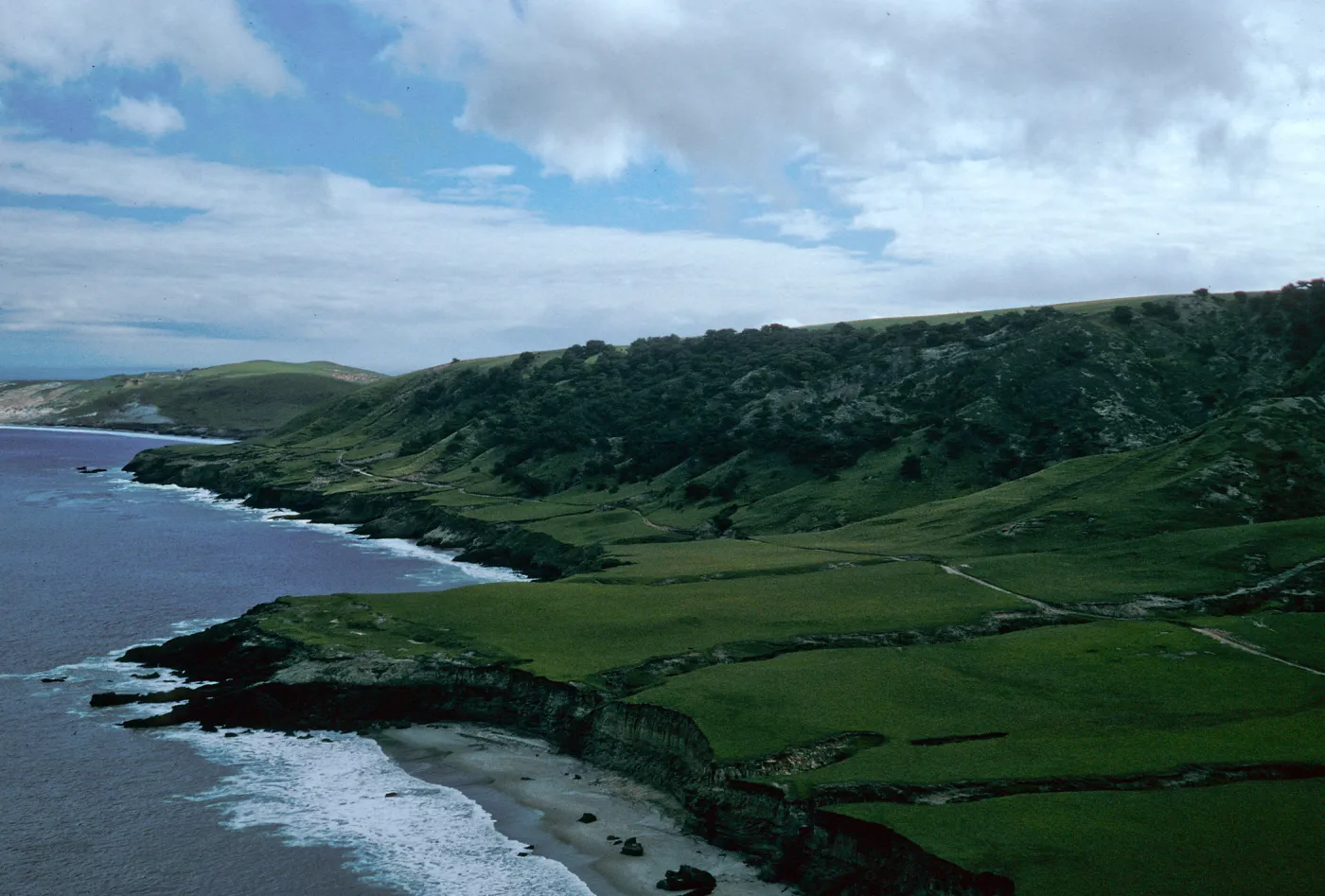 Torrey Pines, Beechers Bay, Santa Rosa Island