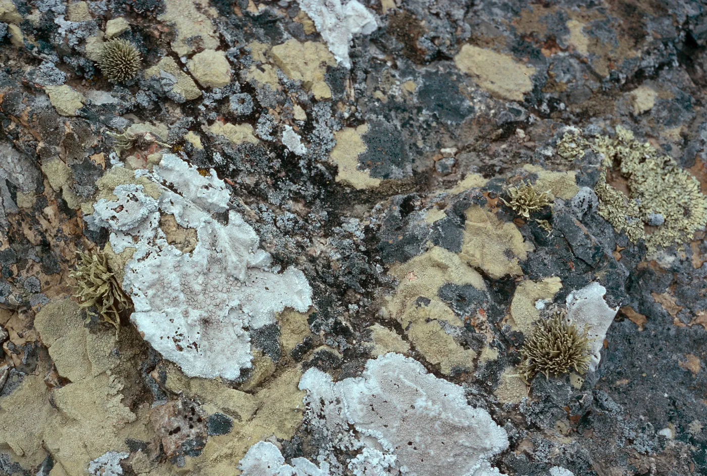 lichens, near pines (Torrey), Santa Rosa Island