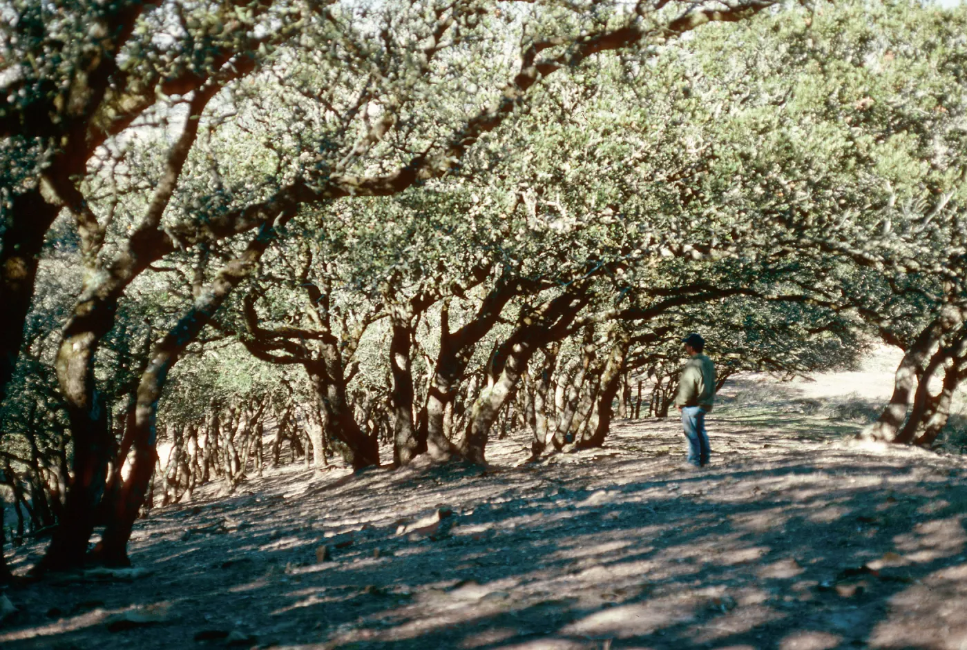 Quercus tomentella, Black Mountain, Santa Rosa Island