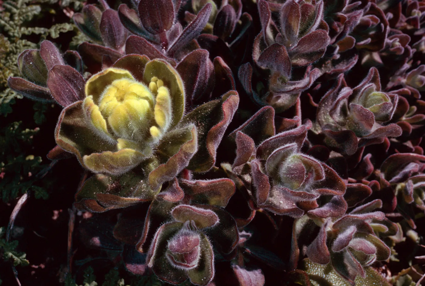 Castilleja mollis, Carrington Point, Santa Rosa Island