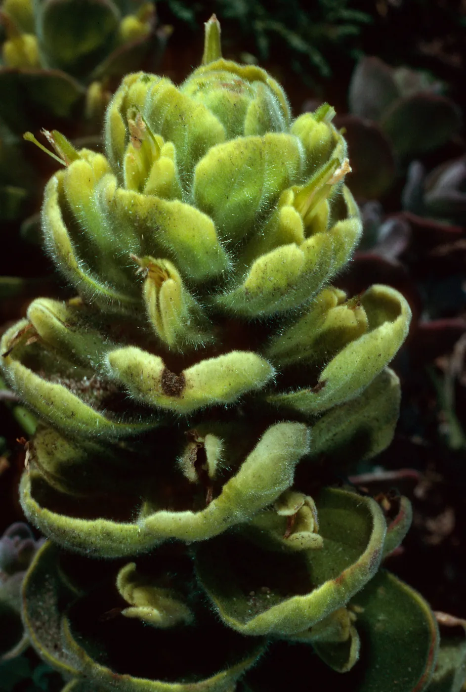 Castilleja mollis, Carrington Point pasture, Santa Rosa Island